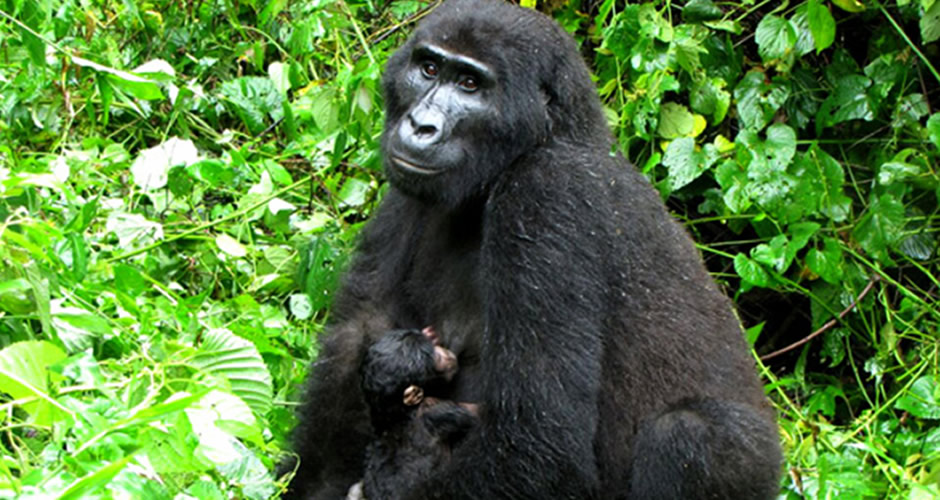 18 Baby Mountain Gorillas Named at 2015 Kwita Izina