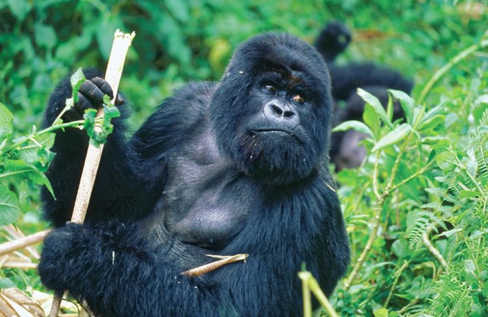 Get Up Close and Personal with Rwanda Gorillas