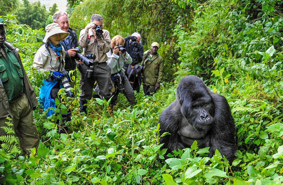 Gorilla Trekking in Rwanda an Overwhelming Encounter