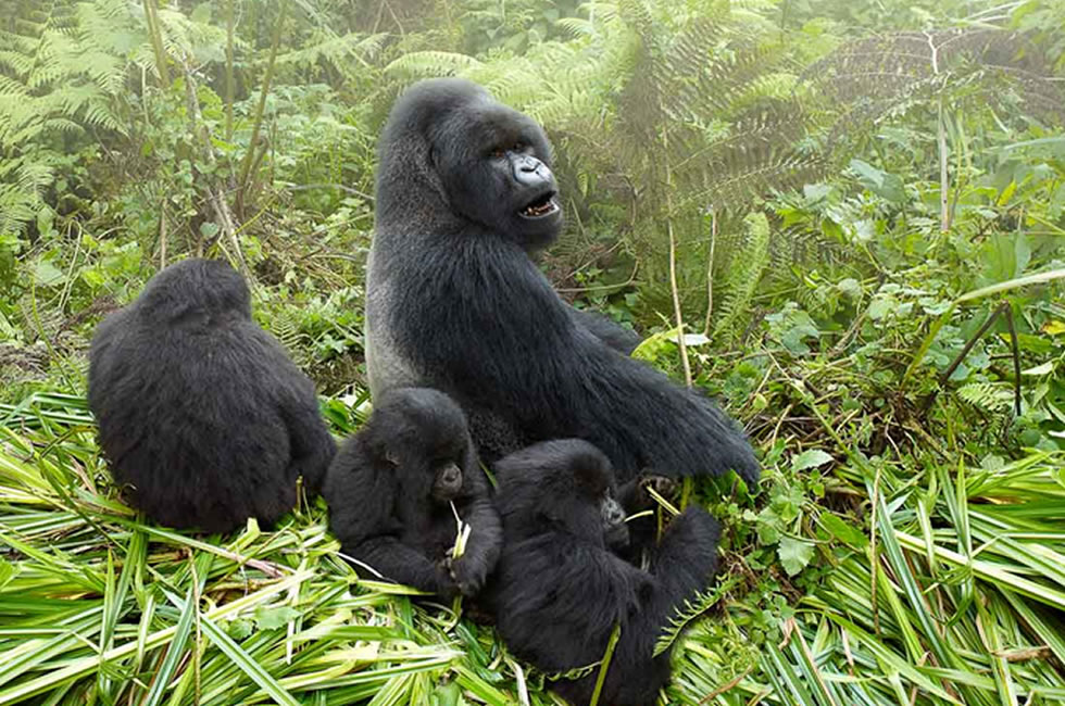 Amazing Facts About Rwanda’s Mountain Gorillas