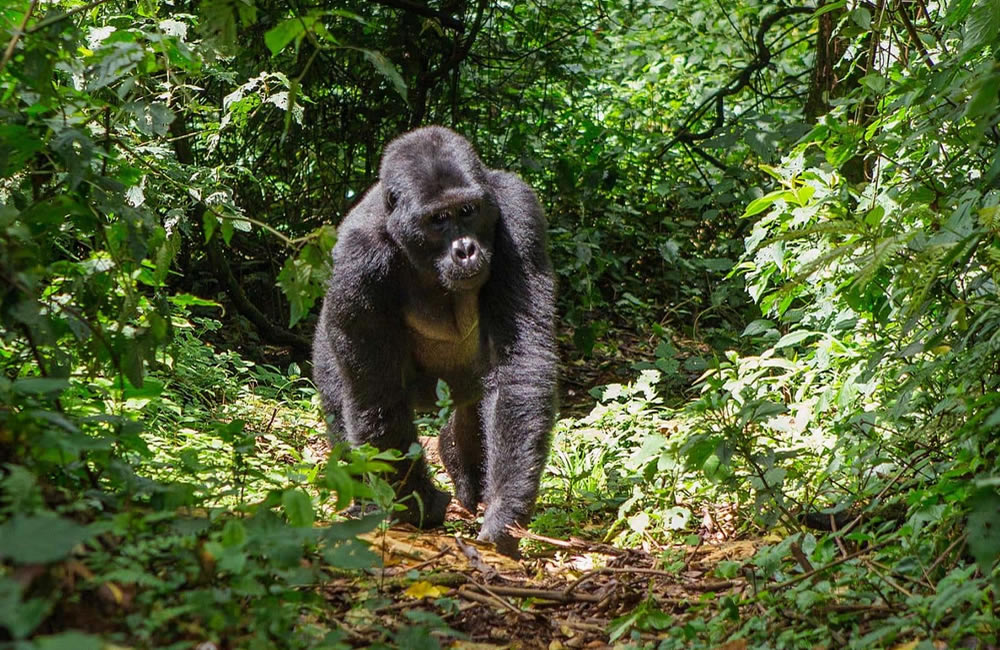 A Day Trip to See Rwanda Gorillas
