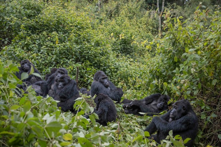 More Conservation Efforts Required for Eastern Lowland Gorillas